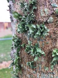 Ramalina complanata image