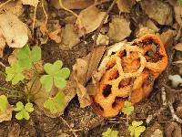 Clathrus ruber image