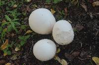 Calvatia gigantea image