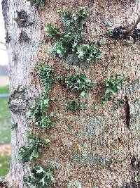 Ramalina complanata image