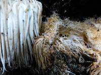 Hericium erinaceus image