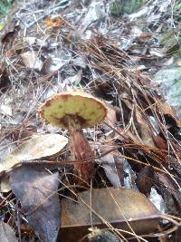 Boletellus russellii image