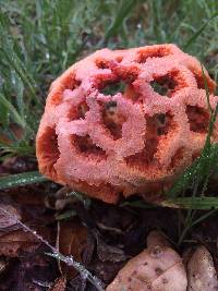 Clathrus ruber image