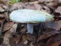 Lactarius indigo image