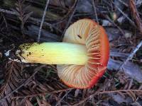 Hygrocybe laetissima image