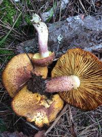 Tricholomopsis rutilans image