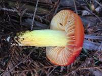 Hygrocybe laetissima image