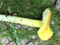 Hygrocybe chlorophana image