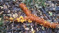 Tremella aurantia image