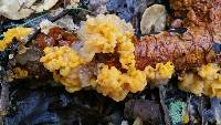 Tremella aurantia image