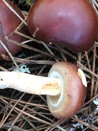 Pholiota velaglutinosa image