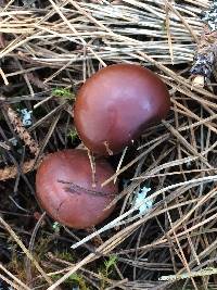 Pholiota velaglutinosa image