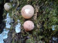 Lycoperdon pyriforme image