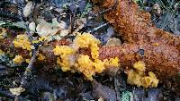 Tremella aurantia image