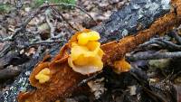 Tremella aurantia image