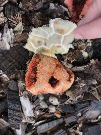 Clathrus ruber image