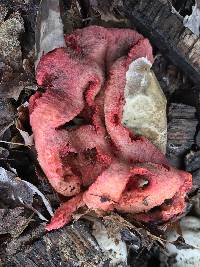 Clathrus ruber image