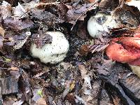 Clathrus ruber image