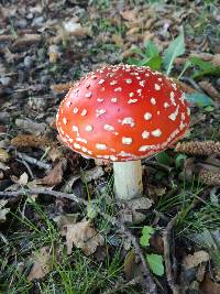 Amanita muscaria image