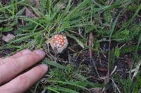 Amanita muscaria image