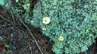 Lichenomphalia umbellifera image