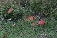 Amanita muscaria image