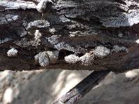 Schizophyllum commune image