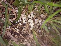 Coprinellus disseminatus image