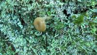 Lichenomphalia umbellifera image