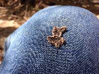 Schizophyllum commune image