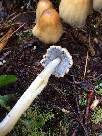 Coprinellus micaceus image