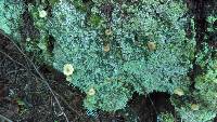 Lichenomphalia umbellifera image