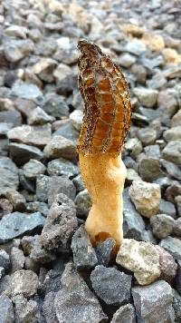 Morchella importuna image