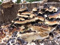 Trametes versicolor image