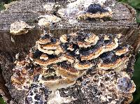 Trametes versicolor image