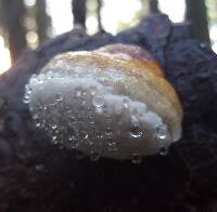 Fomitopsis pinicola image