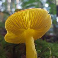 Hygrocybe chlorophana image