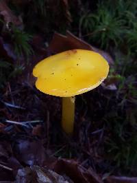 Hygrocybe chlorophana image