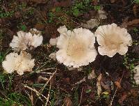 Clitocybe nebularis image