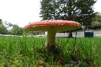 Amanita muscaria image