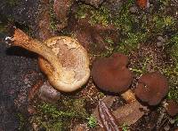 Agrocybe parasitica image