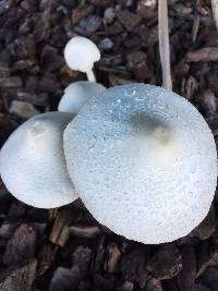 Leucocoprinus cepistipes image