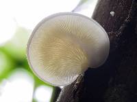 Conchomyces bursiformis image