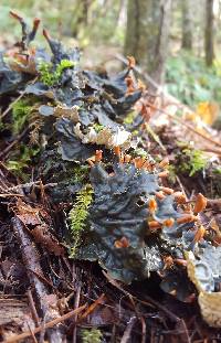 Peltigera neopolydactyla image