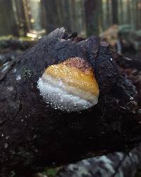 Fomitopsis pinicola image