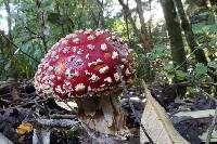 Amanita muscaria image