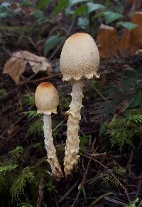 Lepiota magnispora image