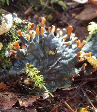 Peltigera neopolydactyla image