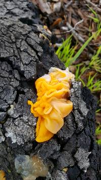 Tremella aurantia image