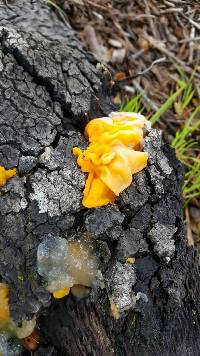 Tremella aurantia image